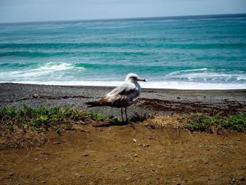 Seagull on beach