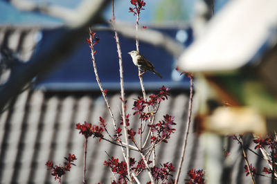 View of bird perching on flower