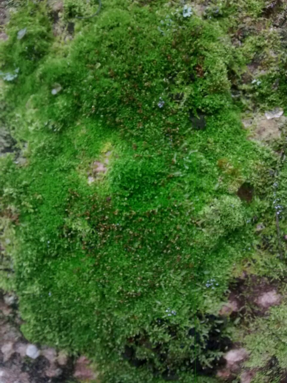 green color, growth, moss, grass, nature, day, no people, outdoors, close-up, beauty in nature