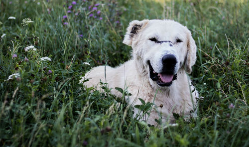 Portrait of a dog
