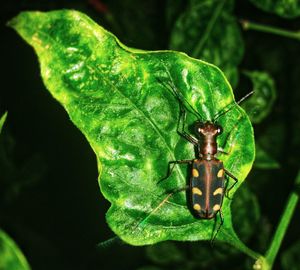 Close-up of insect on leaf