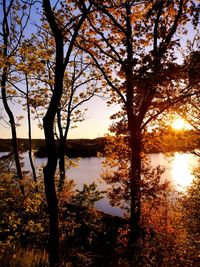 Trees by lake against sky during sunset