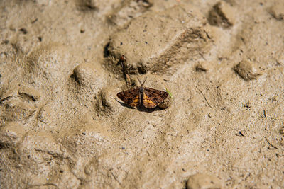 High angle view of butterfly on sand