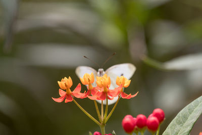 High angle close-up of butterfly on flower