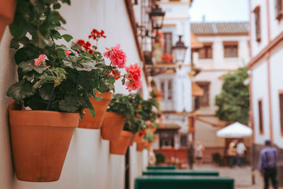 Close-up of potted plant against building