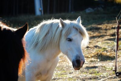 White horse in field