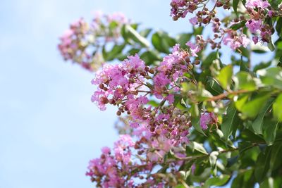 Close-up of pink cherry blossoms in spring