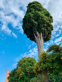 Low angle view of tree against sky