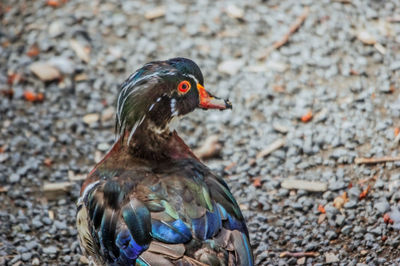 Close-up of a duck