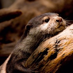 Close-up of an otter on bark
