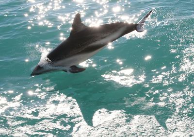 Dolphin taking leap in sea water