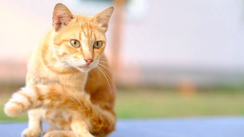 Close-up portrait of a cat