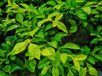 High angle view of raindrops on leaves