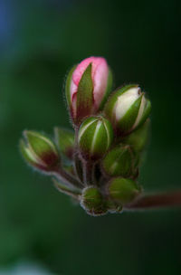 Close-up of flower plant