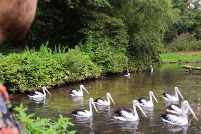 Swans swimming in lake