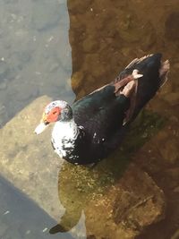 High angle view of duck swimming in lake