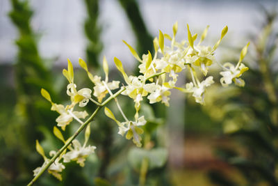 Close-up of white flowers