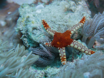 Close-up of coral in aquarium