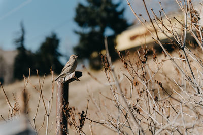 Bird perching on a tree