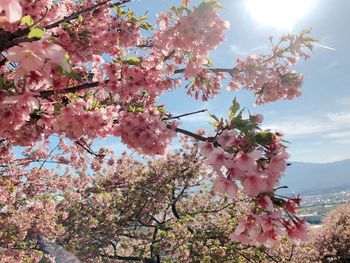 Low angle view of pink cherry blossoms in spring