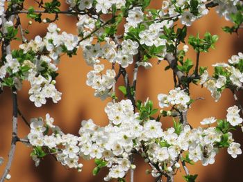 Close-up of white flowering plant