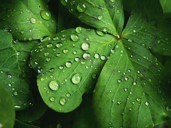 Close-up of raindrops on leaves