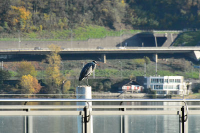 Bird perching on railing against trees