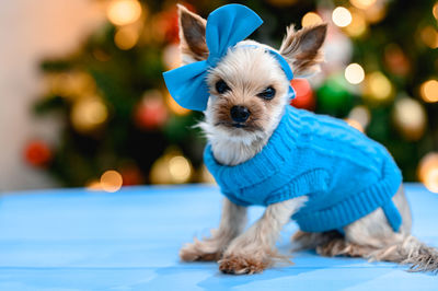 A small dog in a warm blue knitted sweater and a blue bow on his head. color bokeh