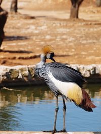 Close-up of bird perching on a lake