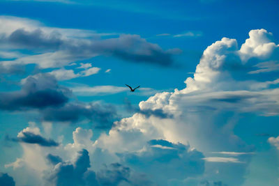 Low angle view of bird flying in sky