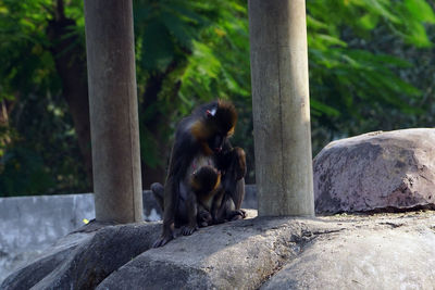 Monkey sitting on rock in zoo
