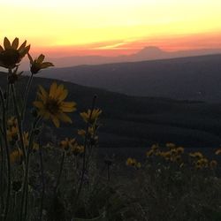 Scenic view of landscape at sunset