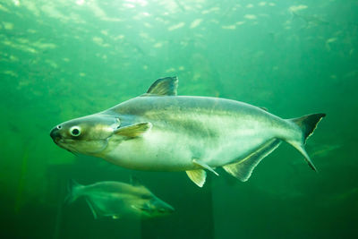 Fish swimming in sea