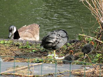 Birds in a lake