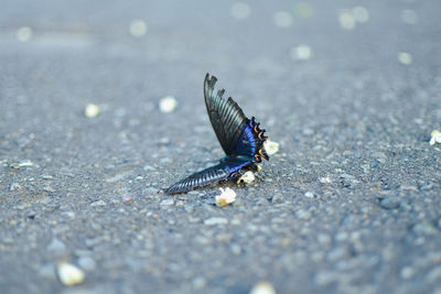 High angle view of butterfly on land