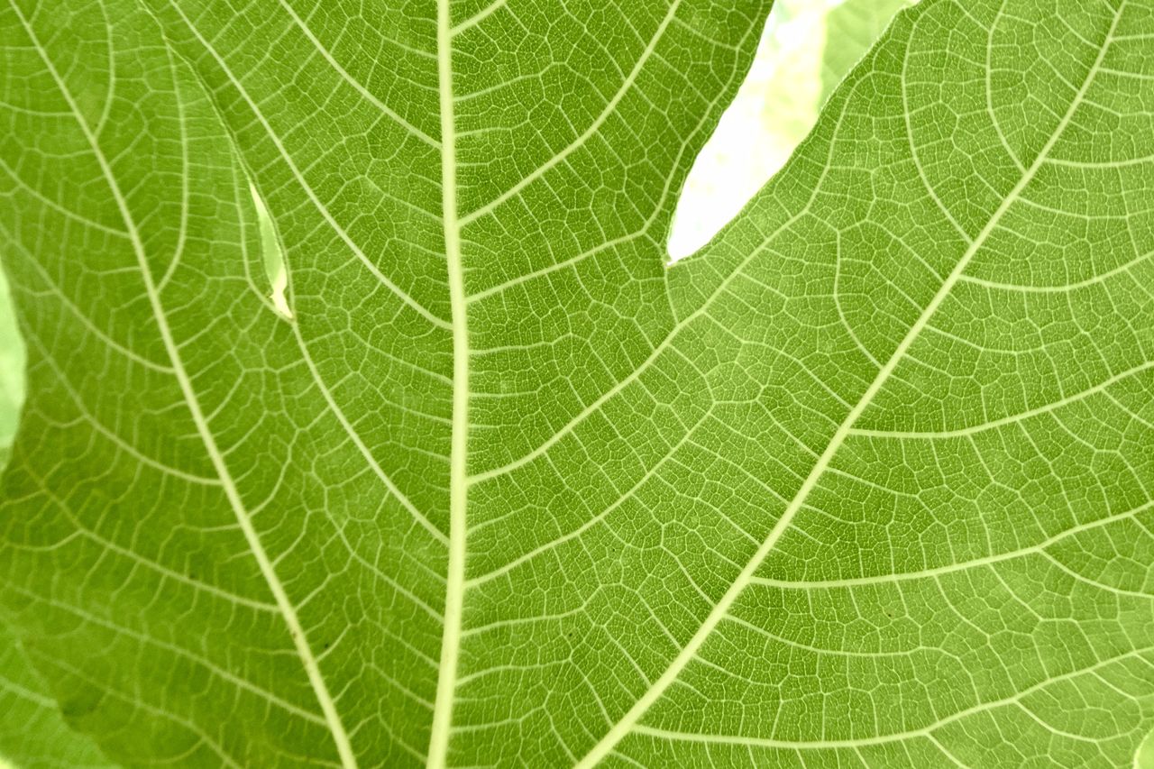 plant part, leaf, green, leaf vein, close-up, no people, nature, backgrounds, plant, pattern, full frame, beauty in nature, fragility, macro, outdoors, growth, day, textured, tree, plant stem, freshness, extreme close-up