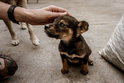 Low section of person with puppy