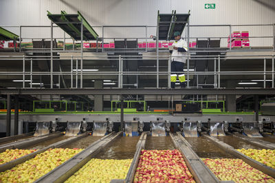 Worker checking apple washing process