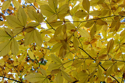 Low angle view of maple leaves on tree