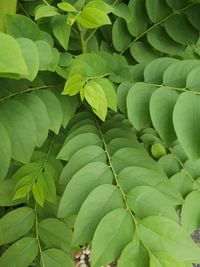 Full frame shot of green leaves