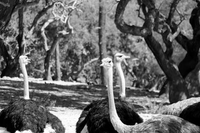 Ostrich against trees