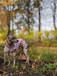 Portrait of a dog standing in the garden with the fall leaves in the background