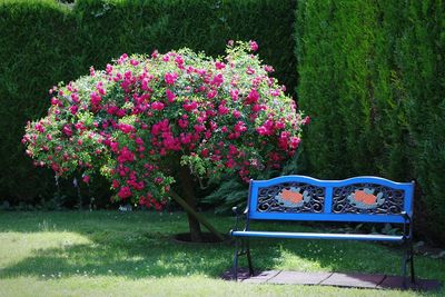 View of empty bench in park