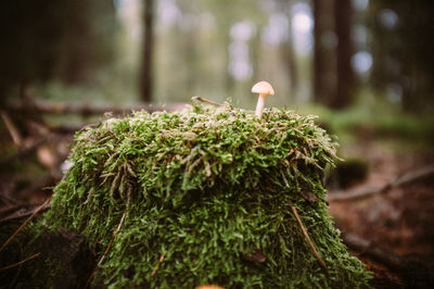 Close-up of mushroom growing in forest