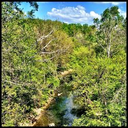 Scenic view of forest