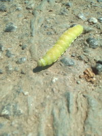 High angle view of insect on rock