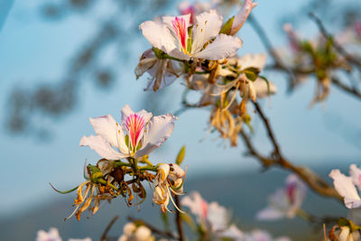 Close-up of cherry blossoms on branch