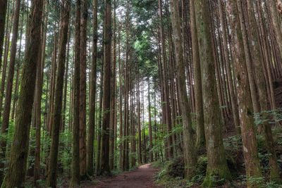 Pine trees in forest