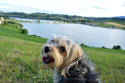 Close-up of dog in grass against sky