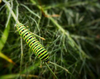 Close-up of caterpillar on plant